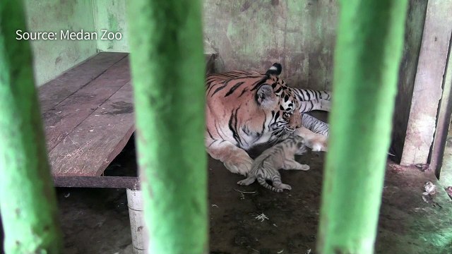 Indonesian zoo welcomes newborn Bengal tiger cubs