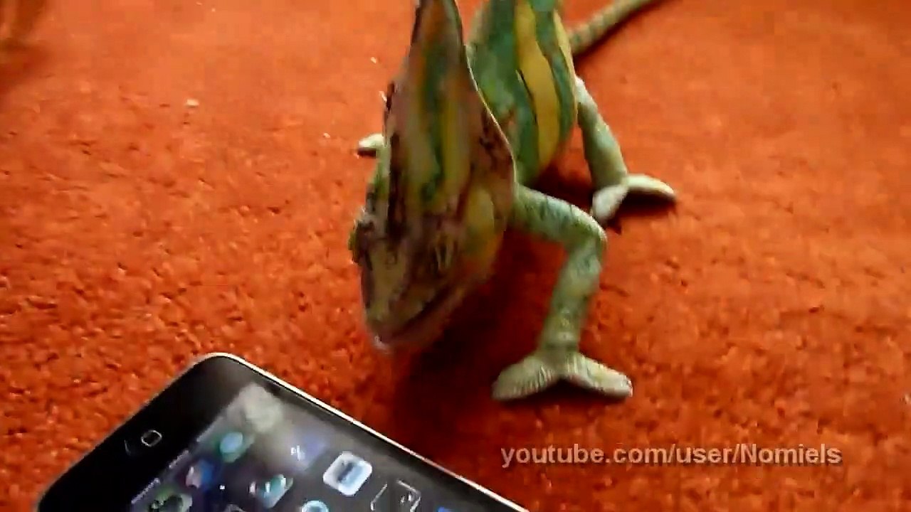 Un caméléon qui déteste les smartphones