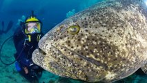 Ce plongeur nage avec un mérou Goliath Grouper géant et le caresse