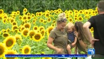 Pennsylvania Car Wash Becomes Tourist Destination With Sunflower Field