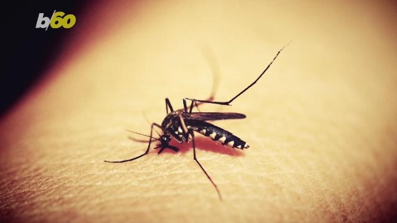 These Remedies Are a Quick Cure For Mosquito Bites