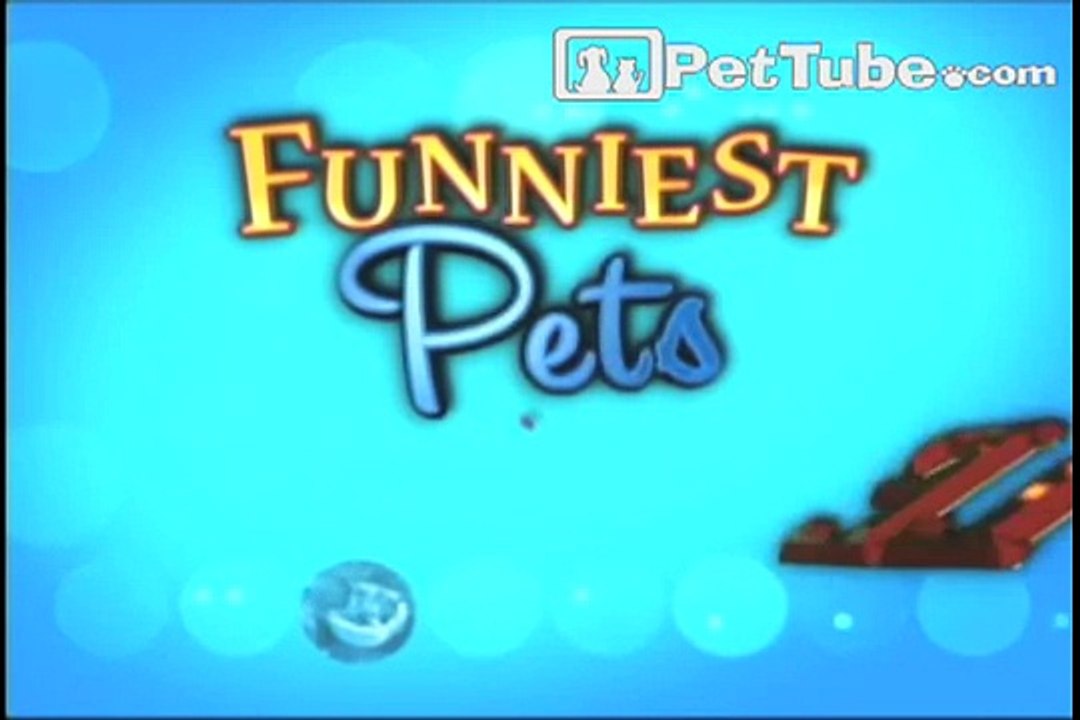 Funniest Pets _ People_ Episode 8