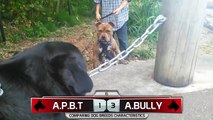Pitbull Terrier VS American Bully (AMAZING FRIENDS)