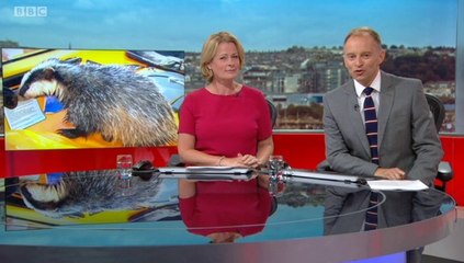 BBC1 Spotlight 25Jul18 - badger cub rescued after 90ft Cornwall cliff plunge