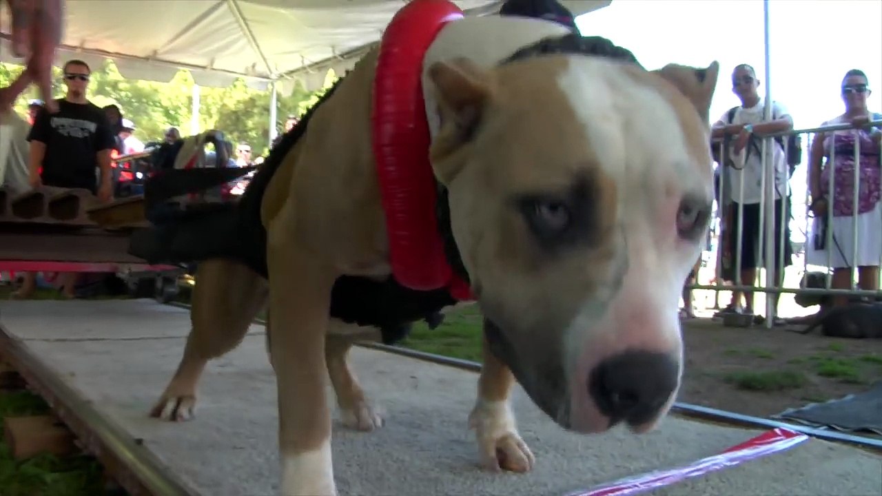 The World's Strongest Pit Bulls Use Bully Max (...