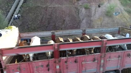 Beykoz'daki Atlar Kamyonlarla Şehir Dışına Götürülüyor