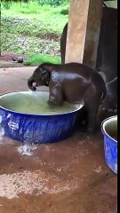 Bain d'un bébé éléphant.. le Kif ultime !