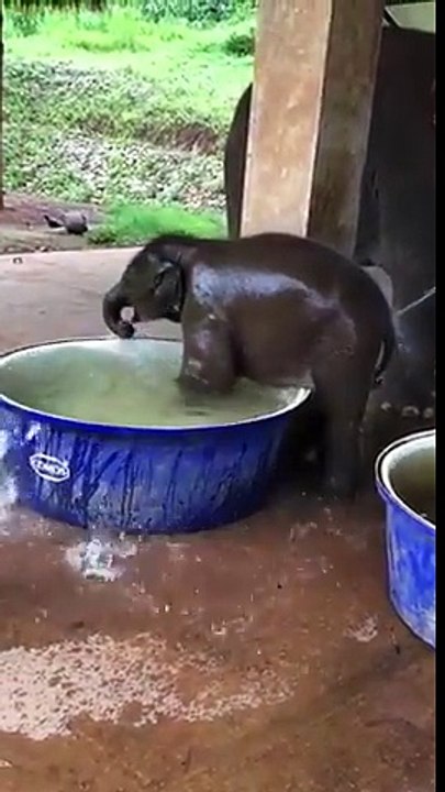 Bain d'un bébé éléphant.. le Kif ultime !