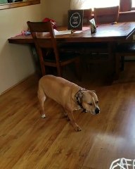 En mode commando ce chien s'approche... de la cuisine !