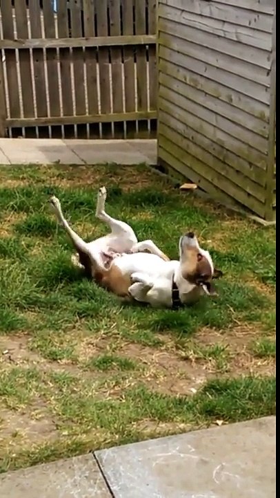 La canicule, lui, il adore ! Ce chien se roule dans l'herbe de plaisir !