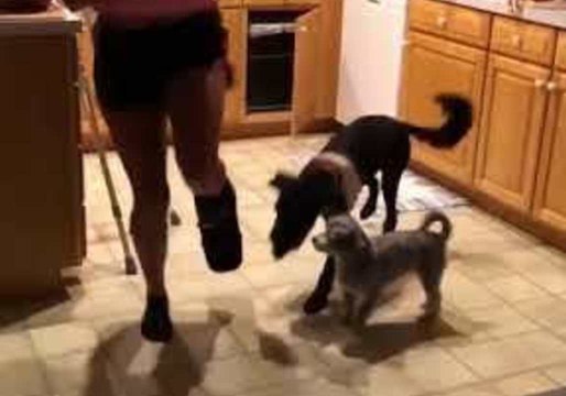 Sympathetic Dogs Hop Alongside Their Injured Owner