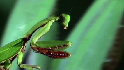 Võ Sĩ - Sát Thủ Tí Hon Bọ Ngựa Tấn Công Cả Chim Và Rắn Để Ăn Thịt