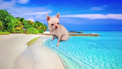 Animales Peligrosos De Australia (DM & TB)