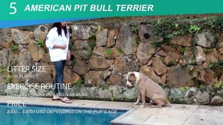 5 Types Of Pit Bull Breeds That Are Popular Today