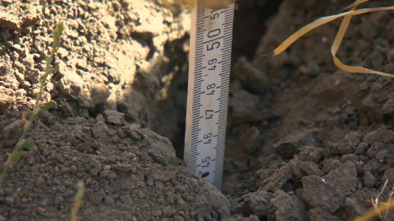 Deutschland: Ernte durch Trockenheit bedroht