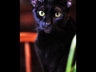 green eyes GOOD luck cats video