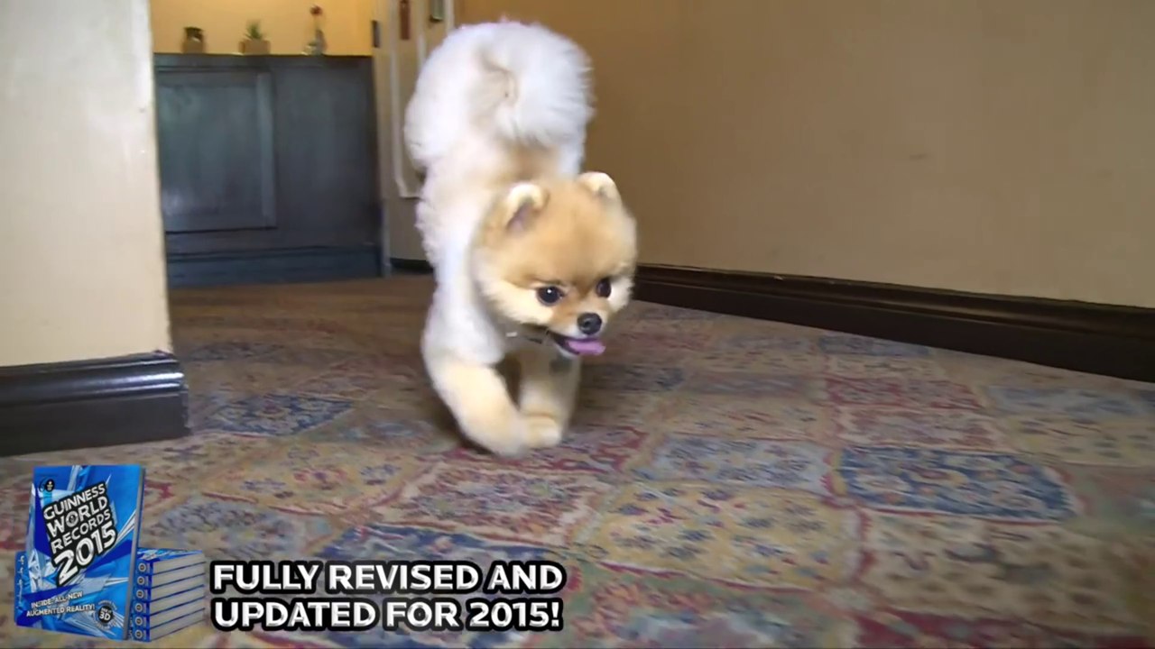 اسرع كلب يمشي على ساقين في العالم.The most fastest two paws ever