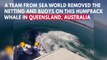 Watch: Sea World Team Removes Netting From Humpback Whale Off Queensland Coast