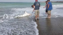 Des touristes sauvent un bébé grand requin blanc à Capistrano Beach, Californie