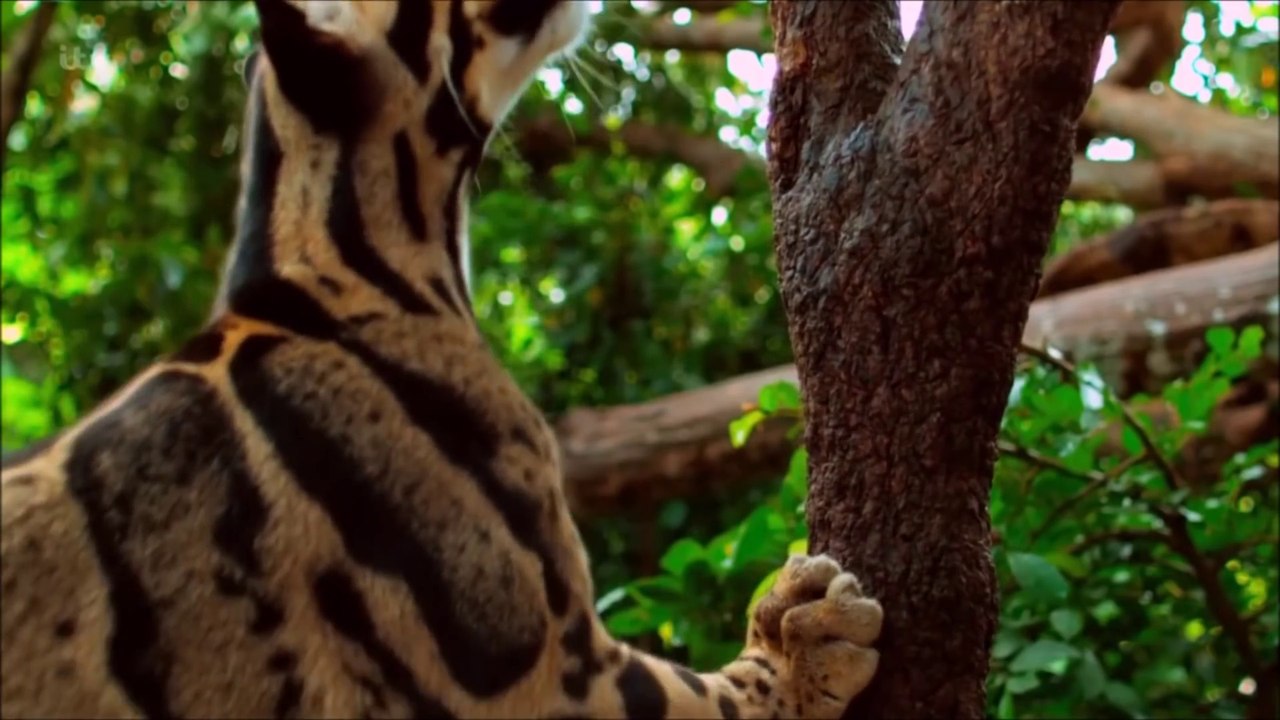 Voici la Panthère nébuleuse, un animal magnifique