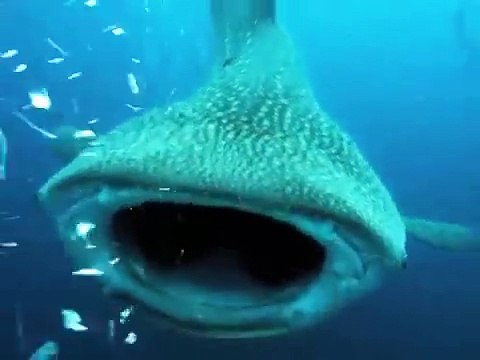 Un requin baleine s'en prend à un plongeur... Impressionnant