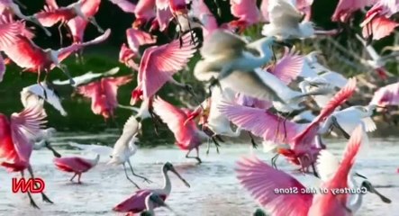 The Wonder List with Bill Weir S01 - Ep08 Everglades A Fht for Glory HD Watch