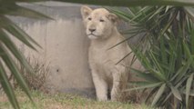 Dos leones blancos llegan por primera vez a Perú