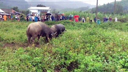 the best fighting buffalo history