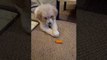 Golden Retriever Puppy Is Confused by Carrot