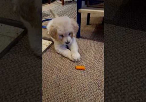 Golden Retriever Puppy Is Confused by Carrot