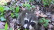 Man Finds Adorable Baby Raccoon on Walk