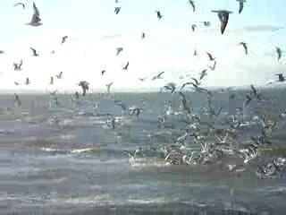 Mouettes au Grau du Roi