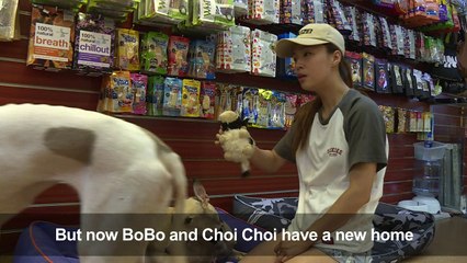 Hundreds of Macau greyhounds await their forever homes