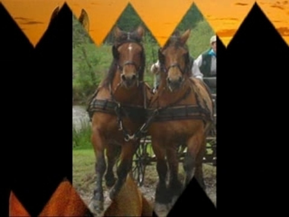 chevaux