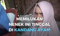 Memilukan, Nenek Ini Tinggal di Kandang Ayam