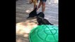 Labrador Retriever Puppies Funny Compilation - Best of 2017_13-06-2018_5