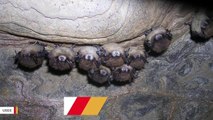 USGS Warns Of Syndrome That’s Killed Millions Of Bats In North America