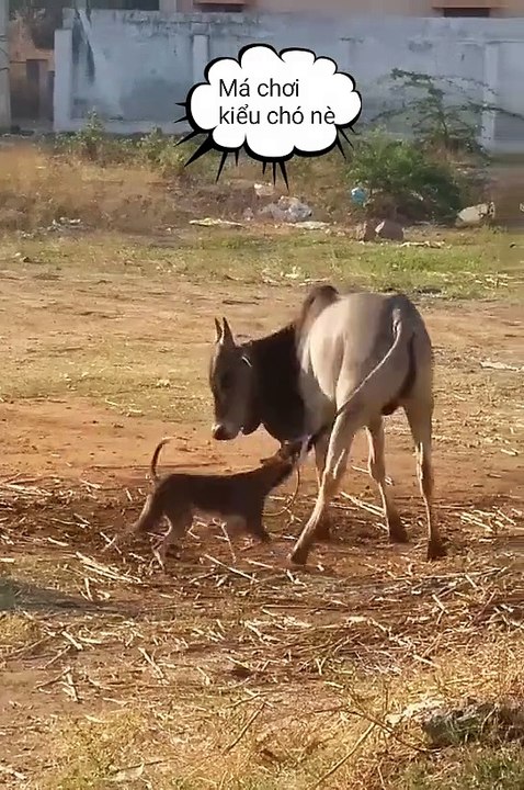 Funny trick and dog play