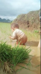 Moment of heart to see the baby less than 2 years old ethnic minority rice transplant mother