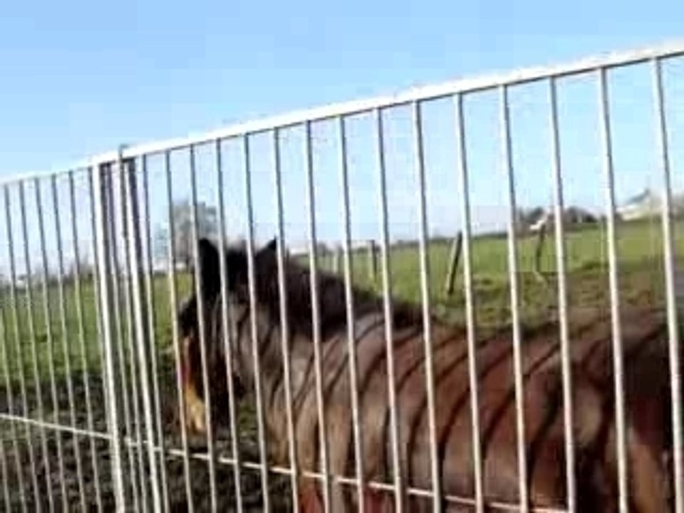 Le cri de la mule ^^