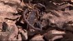 Wild Nature Discovery Documentary - Most Incredible Scorpions