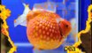 Top 10 most popular goldfish varieties in nepal (A.S Aquarium Fish Shop)