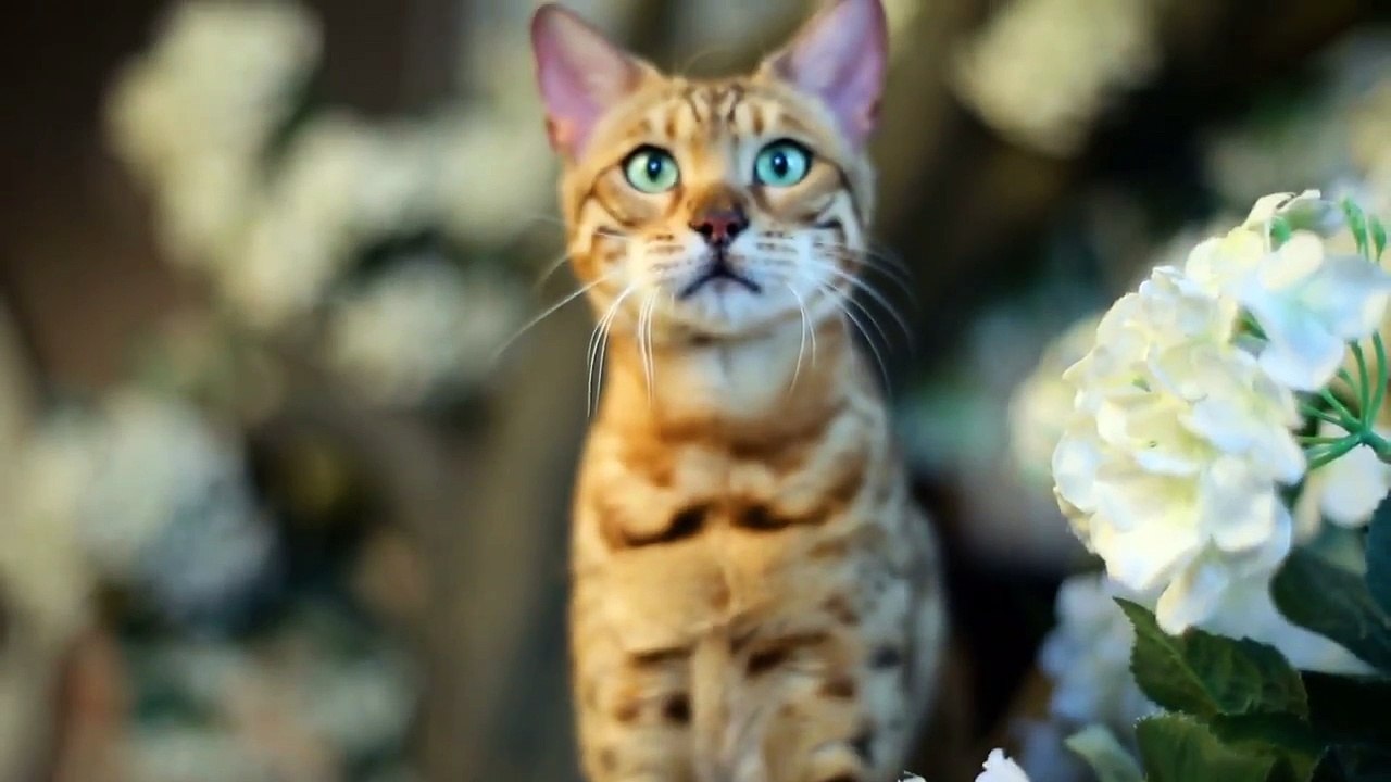 Why You Should Buy a Glacier Point Pet Fountain| Glacier Point Pet Fountains