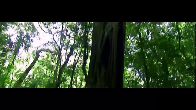 National Geographic Great Migrations EP07 - Rhythm Of Life