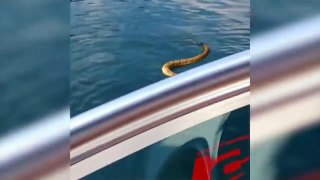 Dangerous Snake following a Boat..!!!!