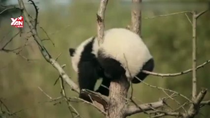 Bị mắc kẹt, gấu con vẫn ngon giấc trên cây