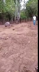 Porco atacando o dono kkkk Mais feroz  que um cachorro -PIG FUNNY