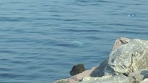Kartal'da Denizden Erkek Cesedi Çıktı