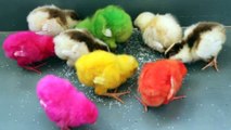 Chicks Food, How to make a baby chick eat, what to feed your chicks,  What Can You Feed Your Chicks