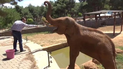 Sıcak Havalardan Etkilenen Hayvanlar Buz Kokteyli ile Serinletiliyor